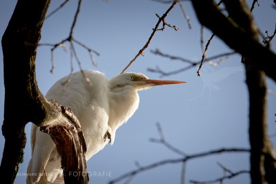 Silberreiher©Reinhard Retter