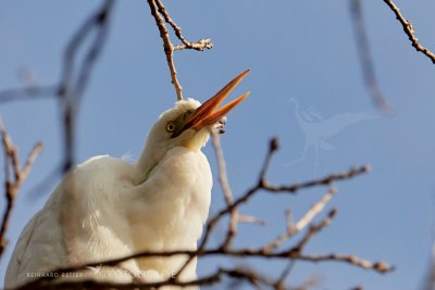 Silberreiher©Reinhard Retter