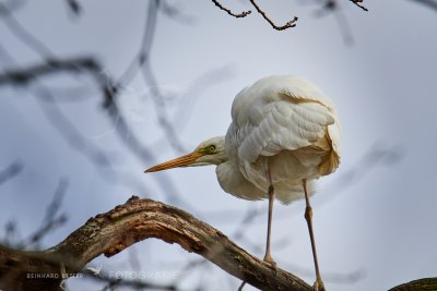 Silberreiher©Reinhard Retter