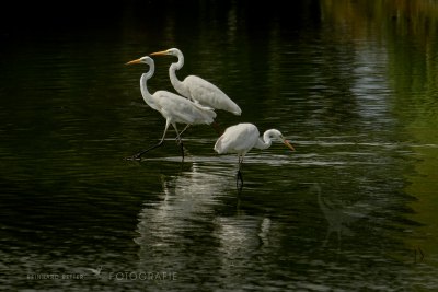 Silberreiher©Reinhard Retter