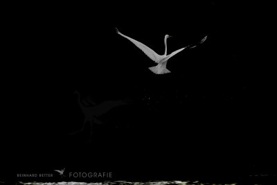 Silberreiher©Reinhard Retter