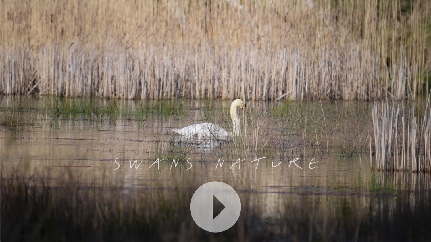 Swans Nature Swans Nature